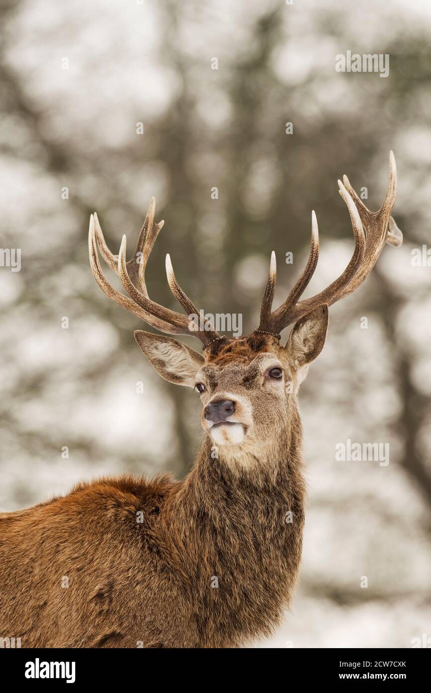 Red deer (Cervus elephus) stag in snow, Richmond Park, London, UK Stock Photo