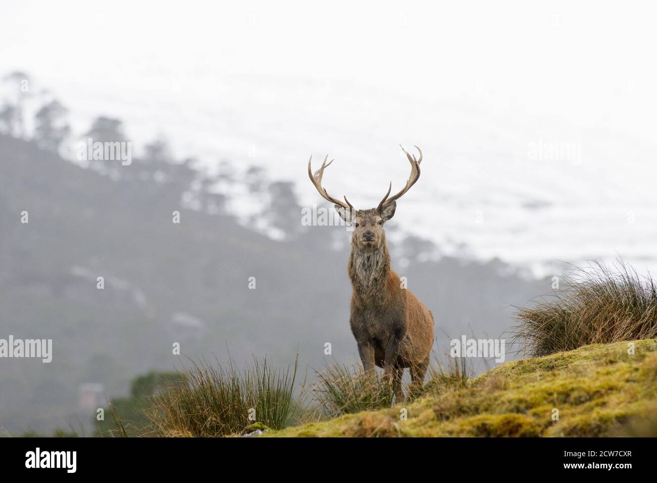 Red deer (Cervus elaphus). Glen Cannich, February 2016 Stock Photo