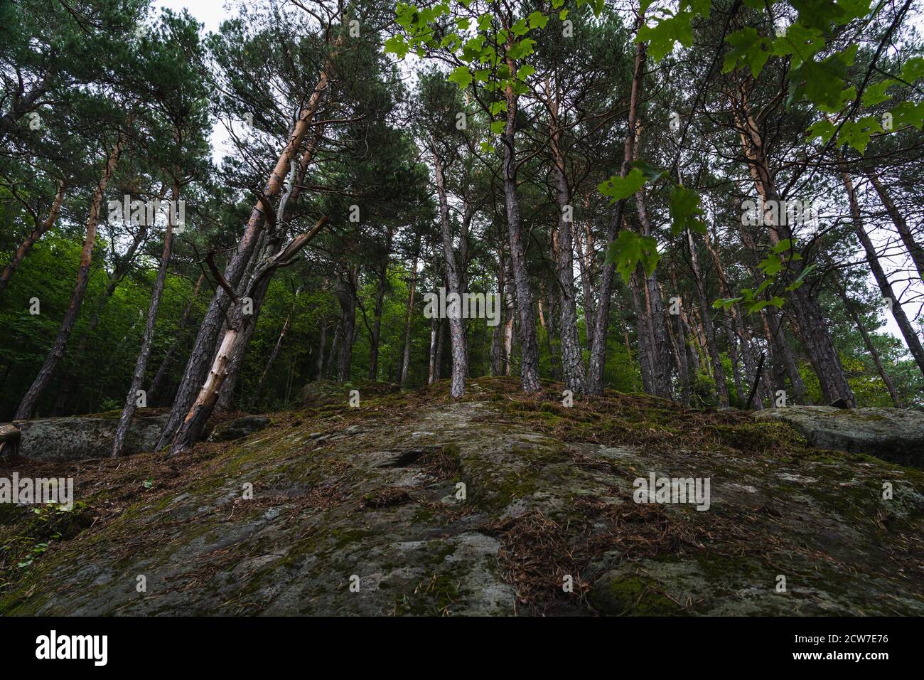 Tall trees in a forest hi-res stock photography and images - Alamy