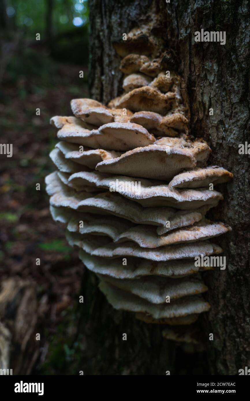New york state mushrooms hires stock photography and images Alamy