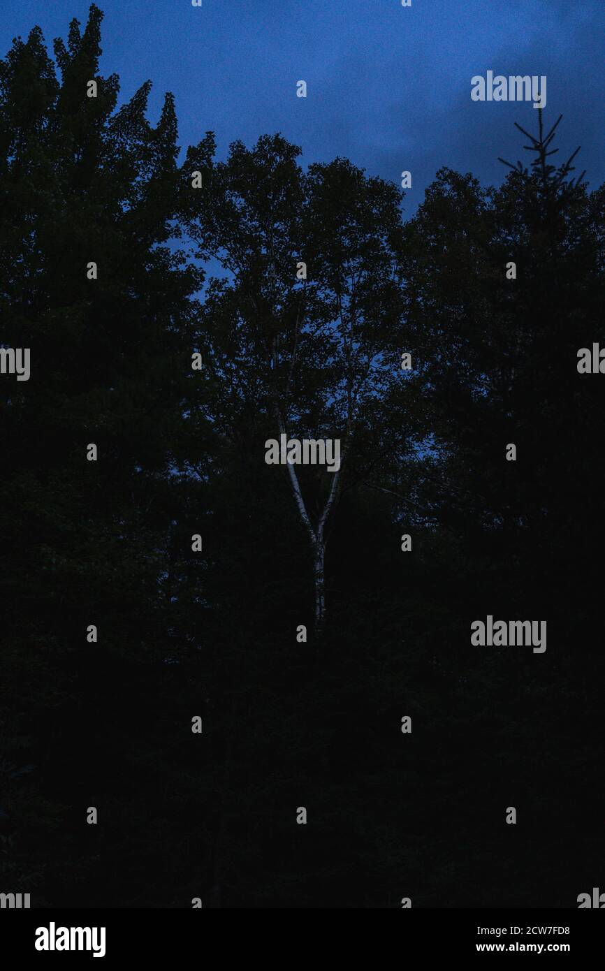A silhouette of trees against a dark sky at night Stock Photo - Alamy