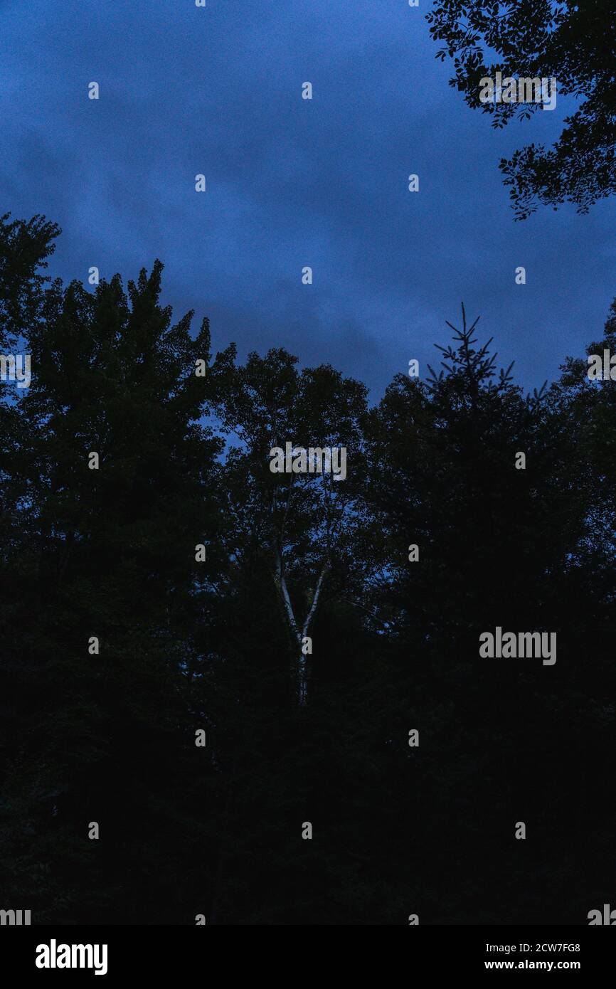 A silhouette of trees against a dark sky at night Stock Photo - Alamy