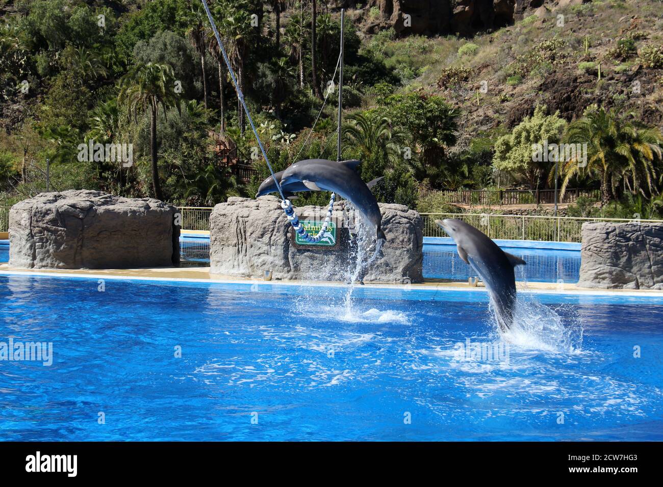 Delphin Stock Photo
