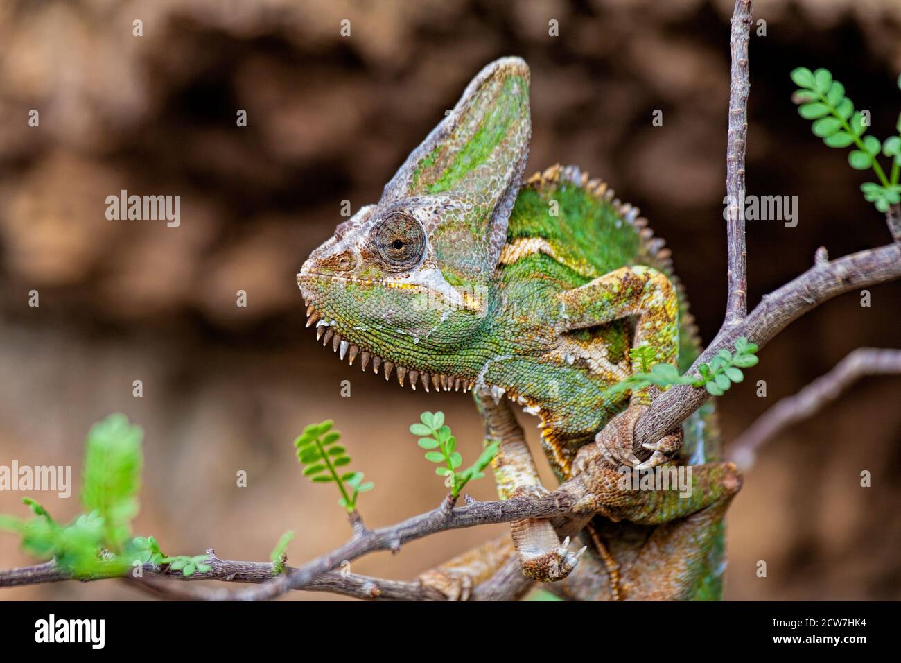 Vieled Chameleon Chamaeleo calyptratus  is a species of chameleon native to the Arabian Peninsula in Yemen and Saudi Arabia. Africa Stock Photo