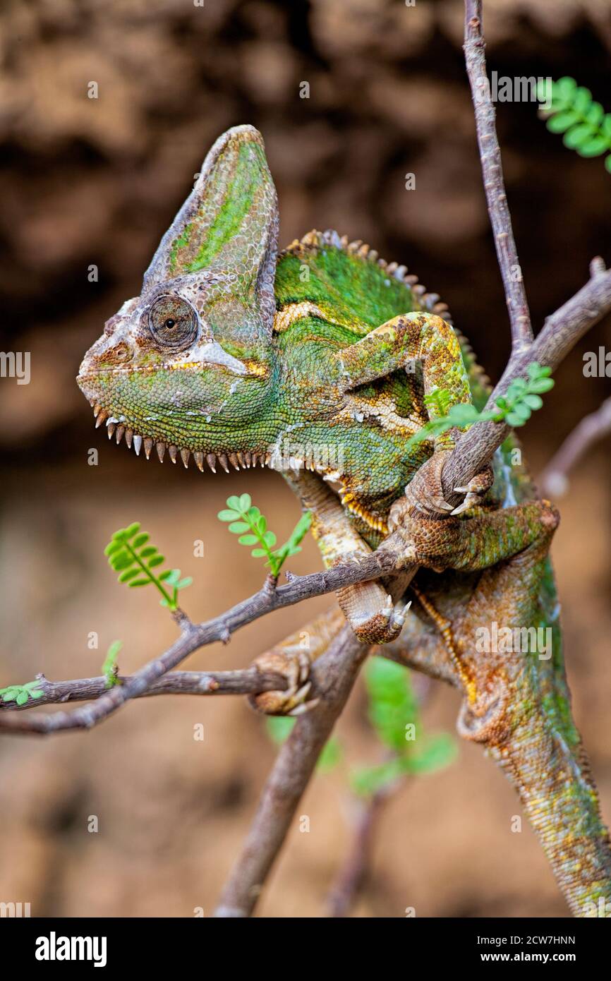Vieled Chameleon Chamaeleo calyptratus  is a species of chameleon native to the Arabian Peninsula in Yemen and Saudi Arabia. Africa Stock Photo