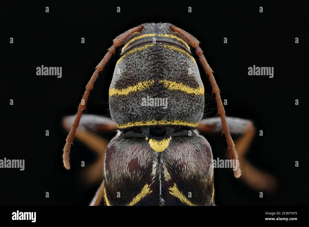 Longhorn beetle back, head shot 2020-08-06-13.55.02 ZS PMax UDR Stock Photo