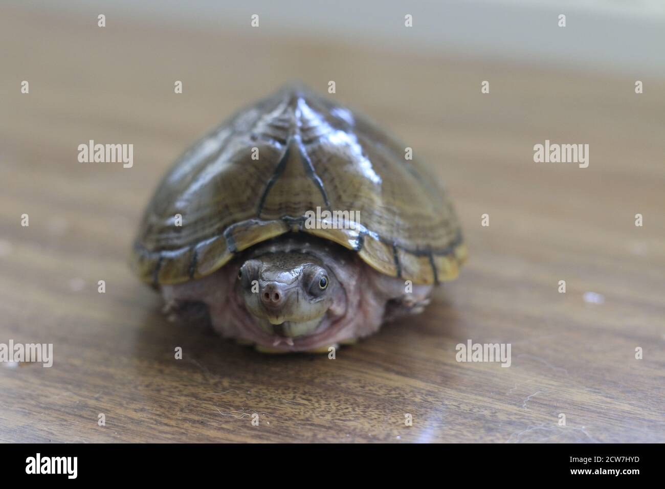 Razorback musk turtle or sternotherus carinatus isolated on table Stock