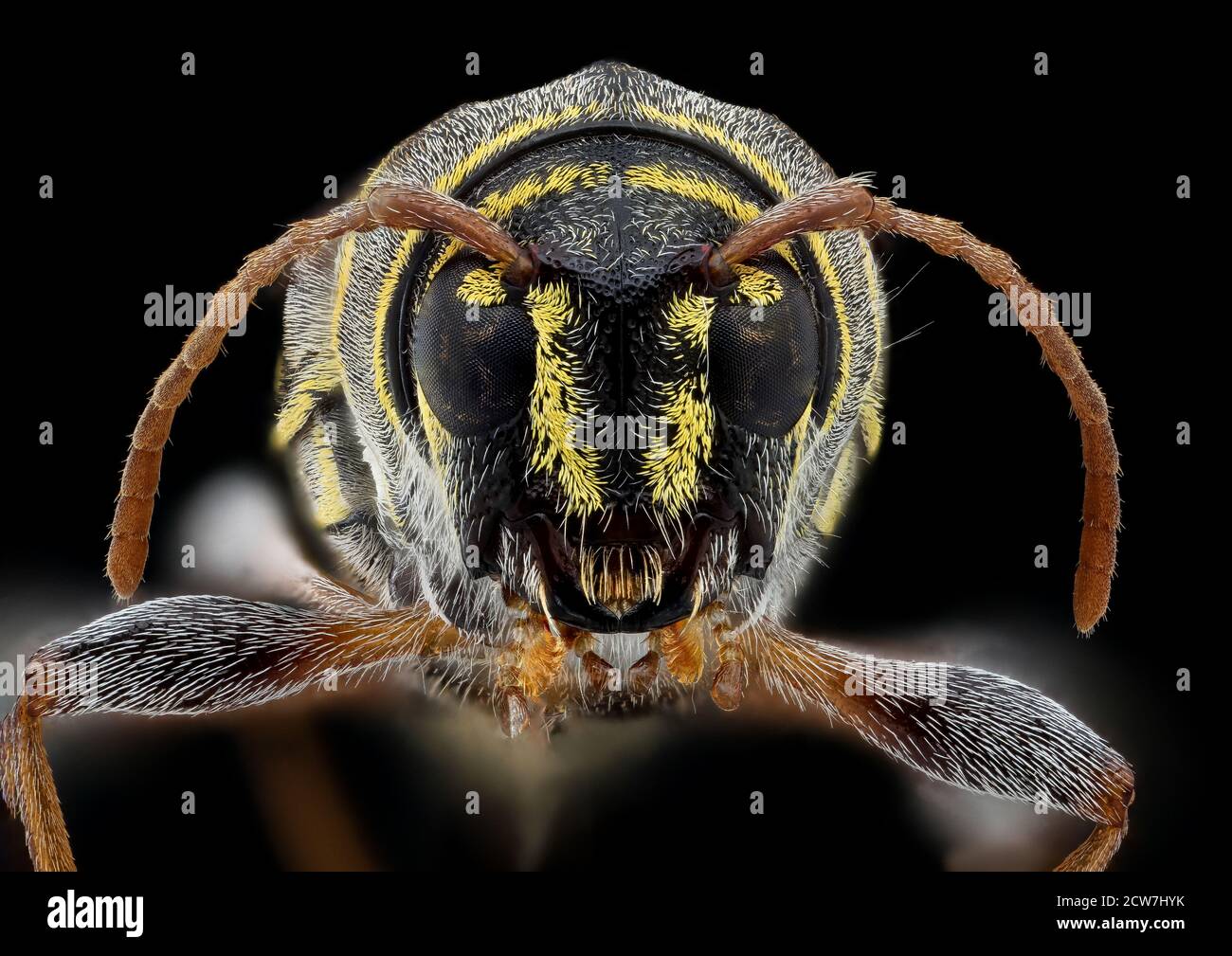 Longhorn beetle face 2020-08-06-13.51.33 ZS PMax UDR Stock Photo