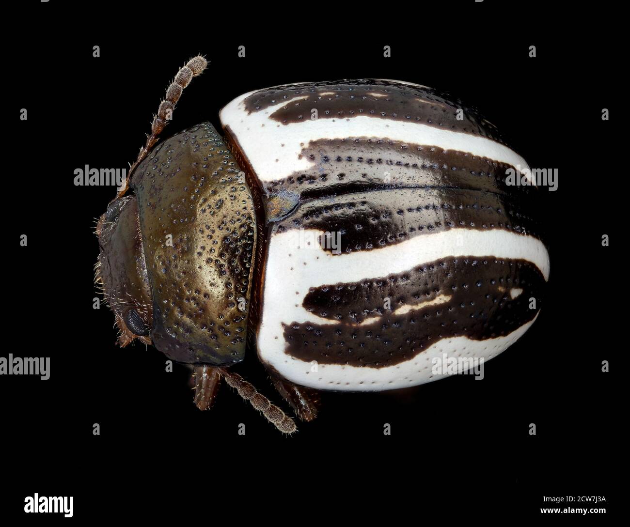 Black and white beetle, back, MAGLEV 2020-08-12-18.14.44 ZS PMax UDR Stock Photo