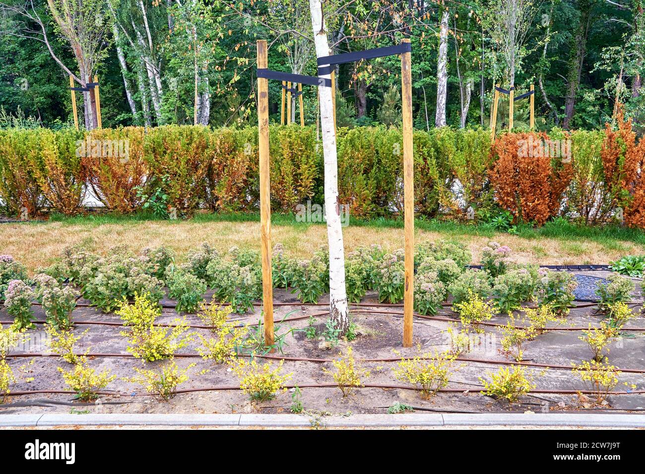 Park with new planting on drip irrigation system and weed control block