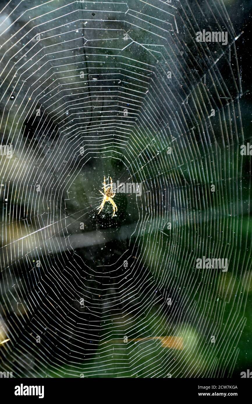 Spider sitting in the center of a spider web Stock Photo - Alamy