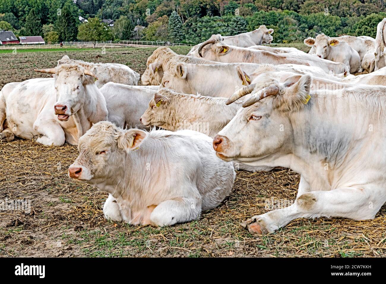 Cows outdoor on the pasture; Kuehe auf der Weide Stock Photo
