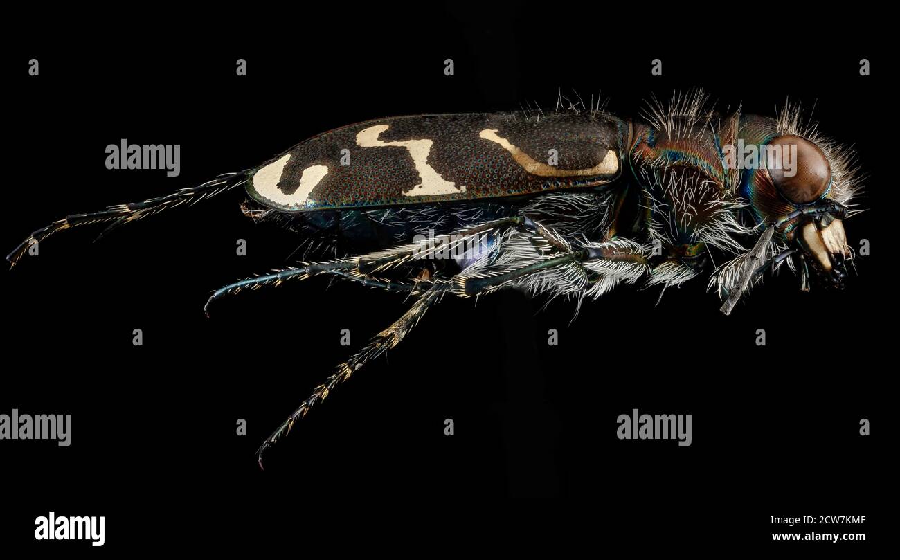 Errandel Insect This close-up image captured by the Bee Inventory and Monitoring ...