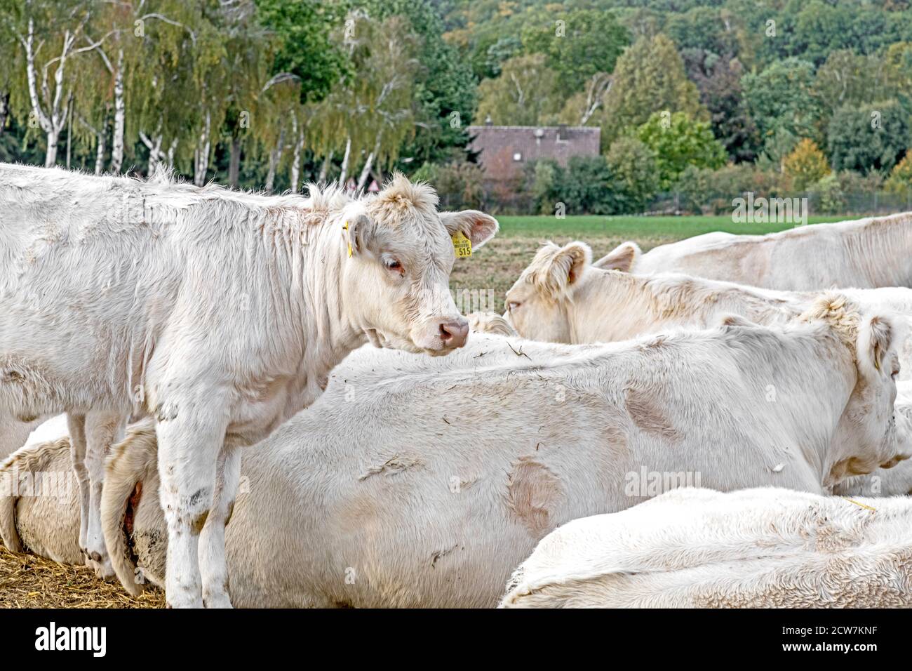 Cows outdoor on the pasture; Kuehe auf der Weide Stock Photo