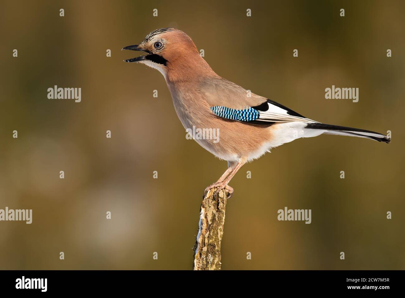 Angry eurasian jay singing on branch in autumn. Stock Photo