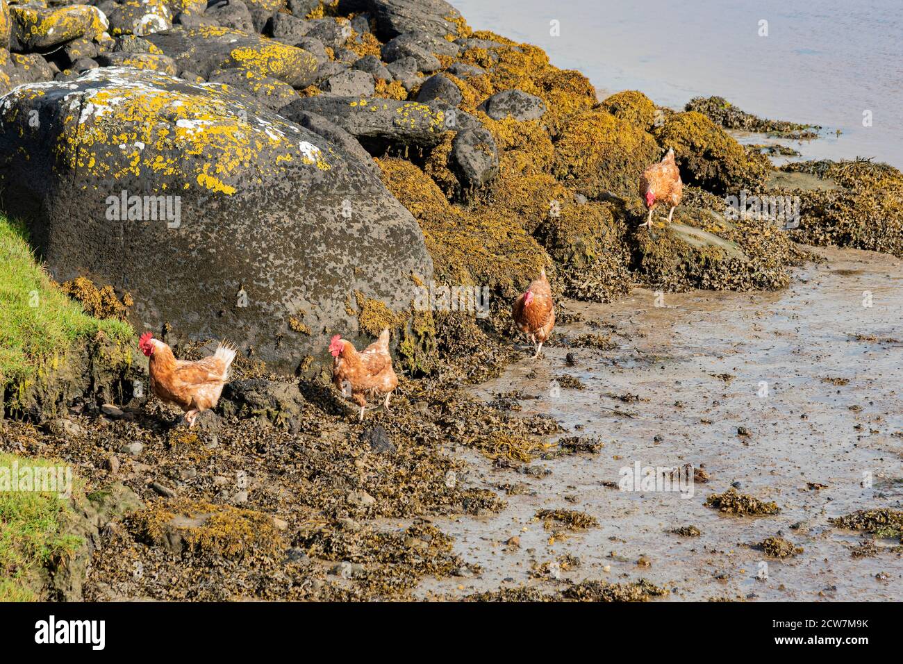 Free range chickens on the shore at Traigh Vallay on the Isle of North Uist Stock Photo