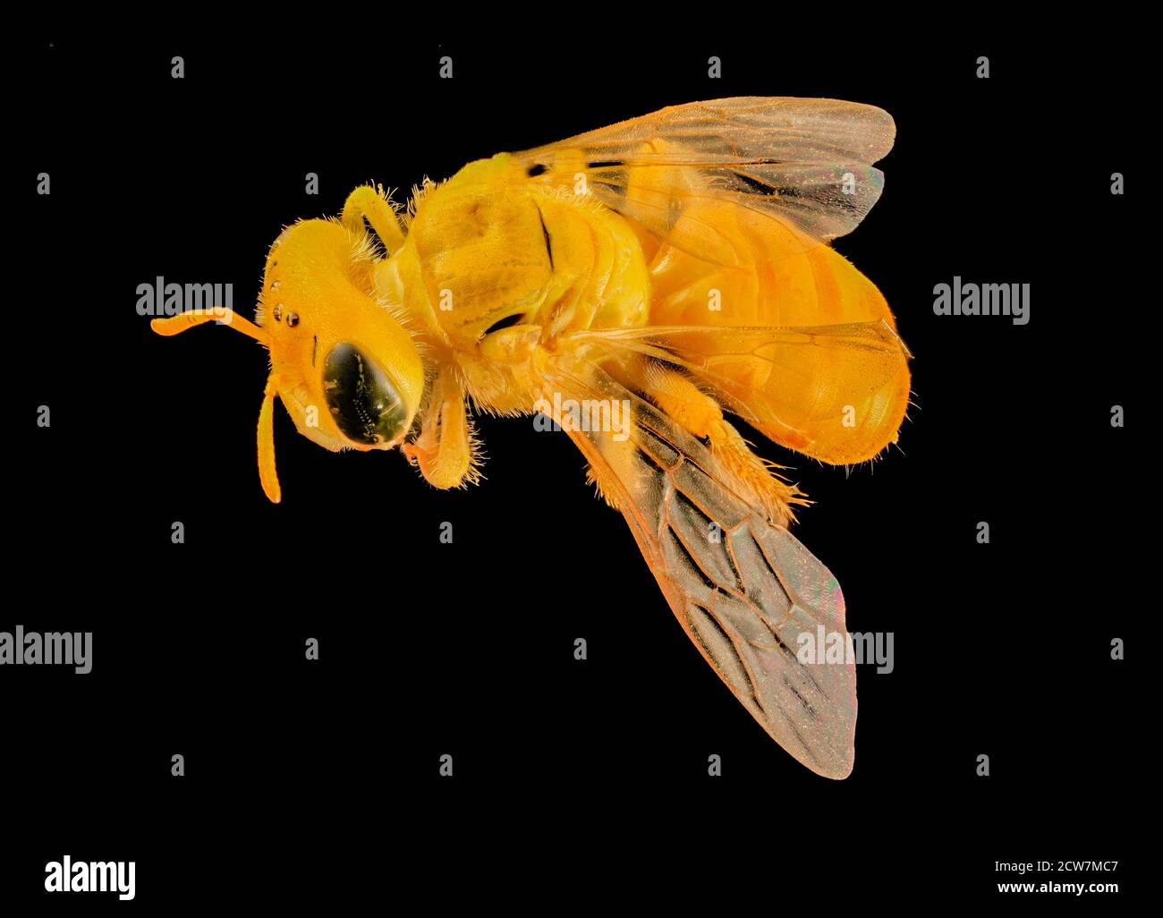 arhysosage species aff flava, back 2014-06-17-12.22.22 ZS PMax Stock Photo