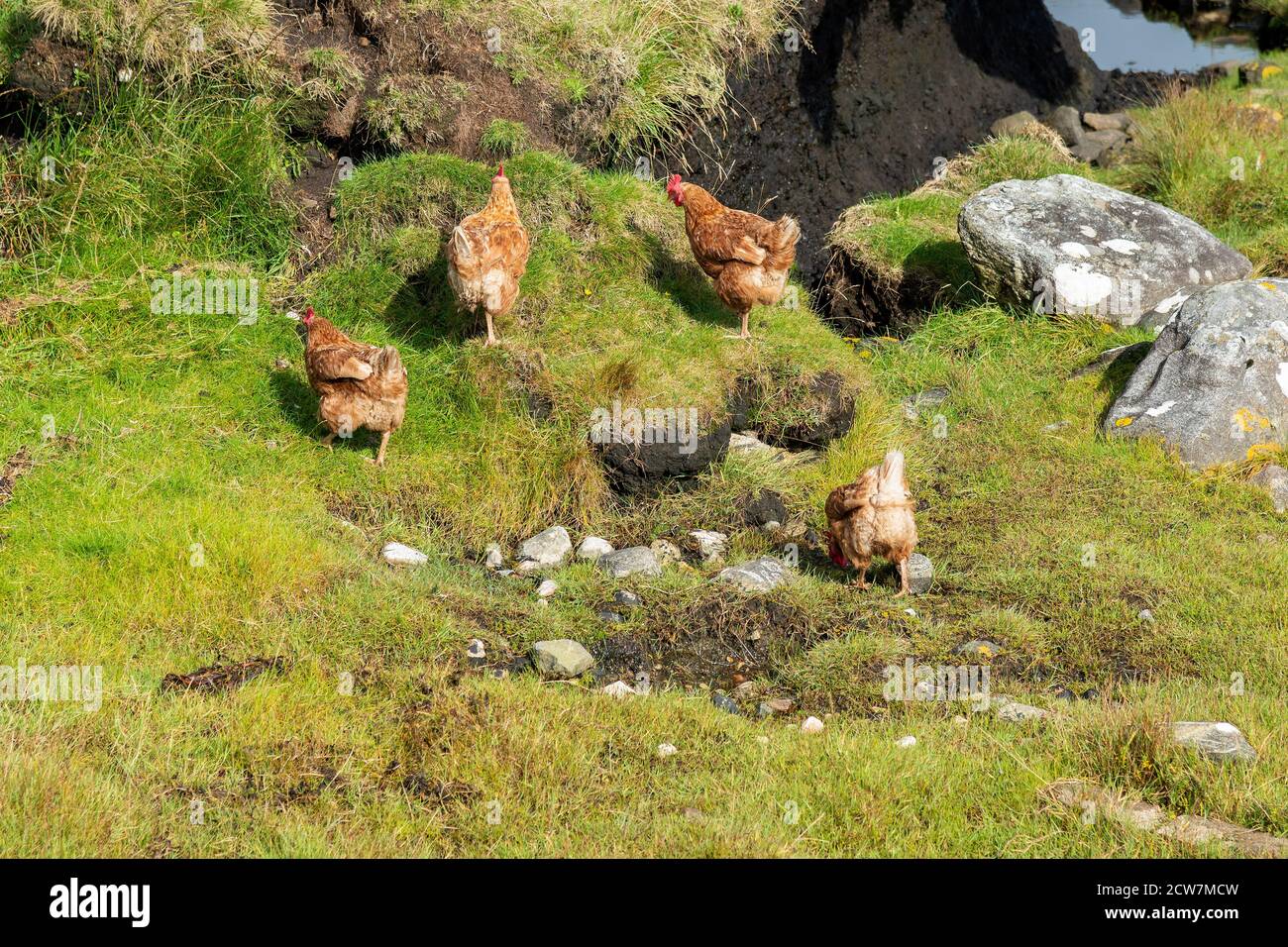 Free range chickens on the shore at Traigh Vallay on the Isle of North Uist Stock Photo