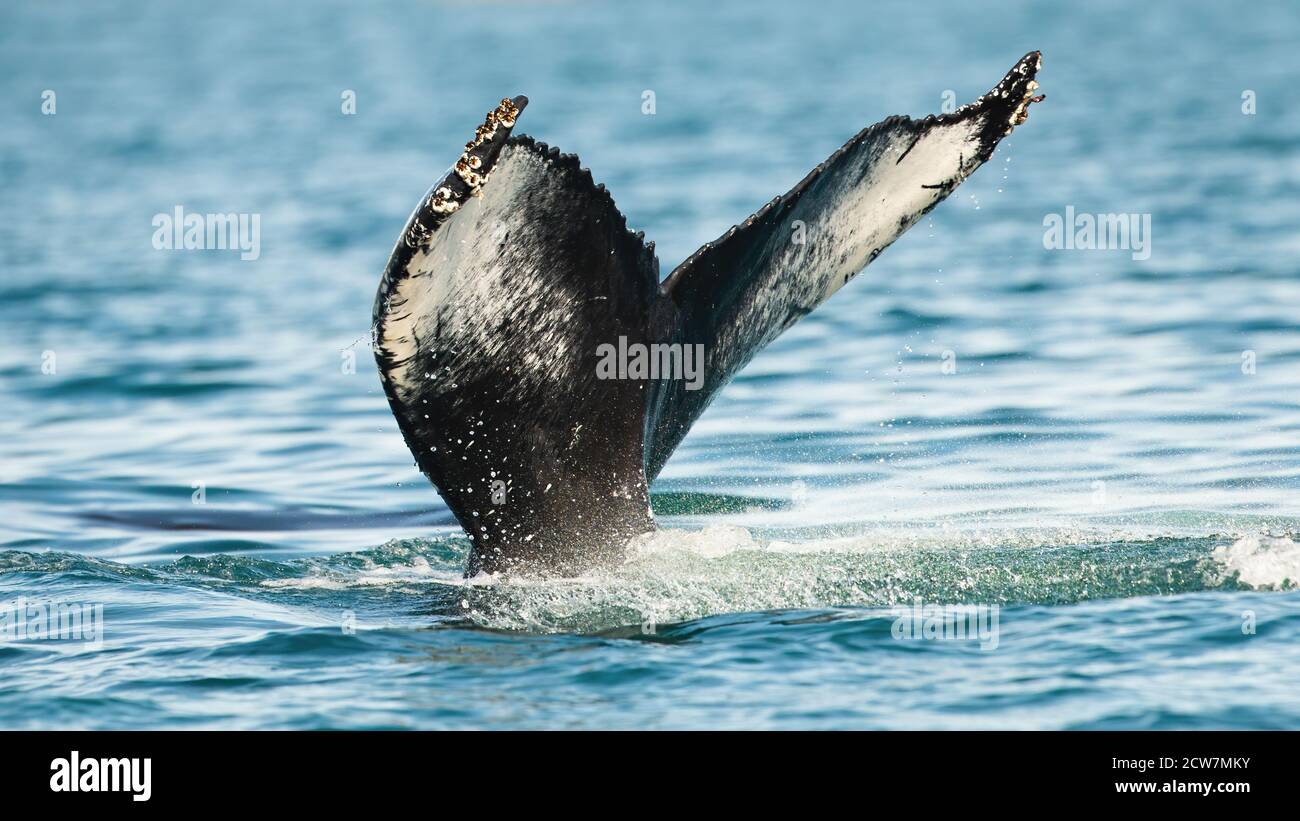 Humpback whale's tail peeking out of the sea in summer Stock Photo - Alamy