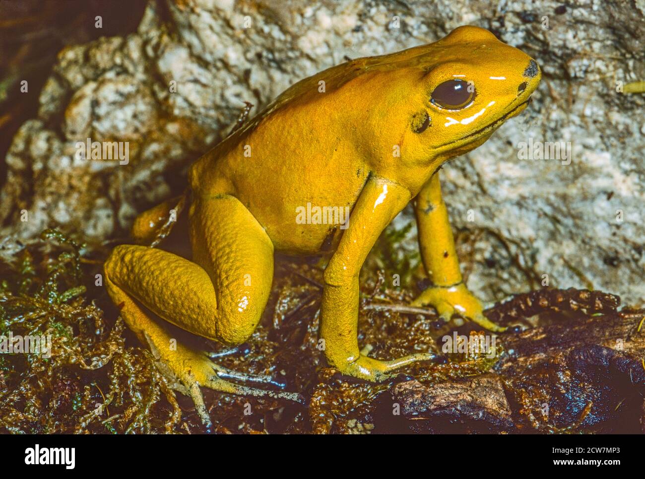Golden Poison Dart Frog , (Phyllobates terribilis.) Yellow morph. From