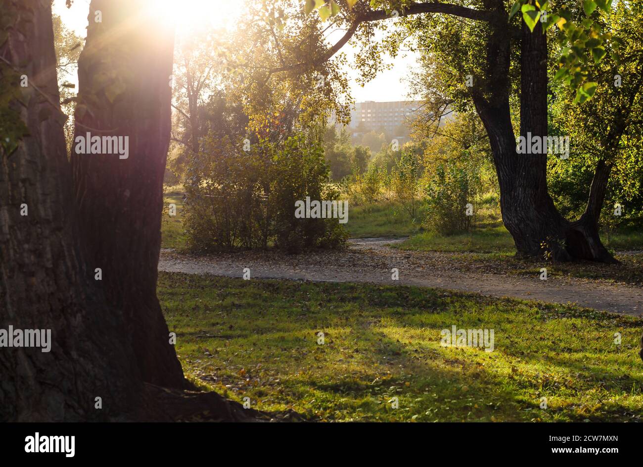 Paths for walking in the old Park among the trees. A ray of sunshine illuminates the roads and clearings. Beautiful scenery. Nature. Stock Photo