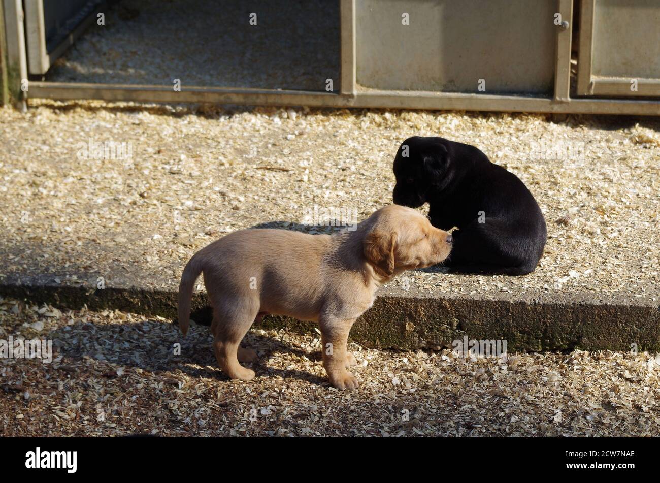 Two labradors in the sun Stock Photo - Alamy