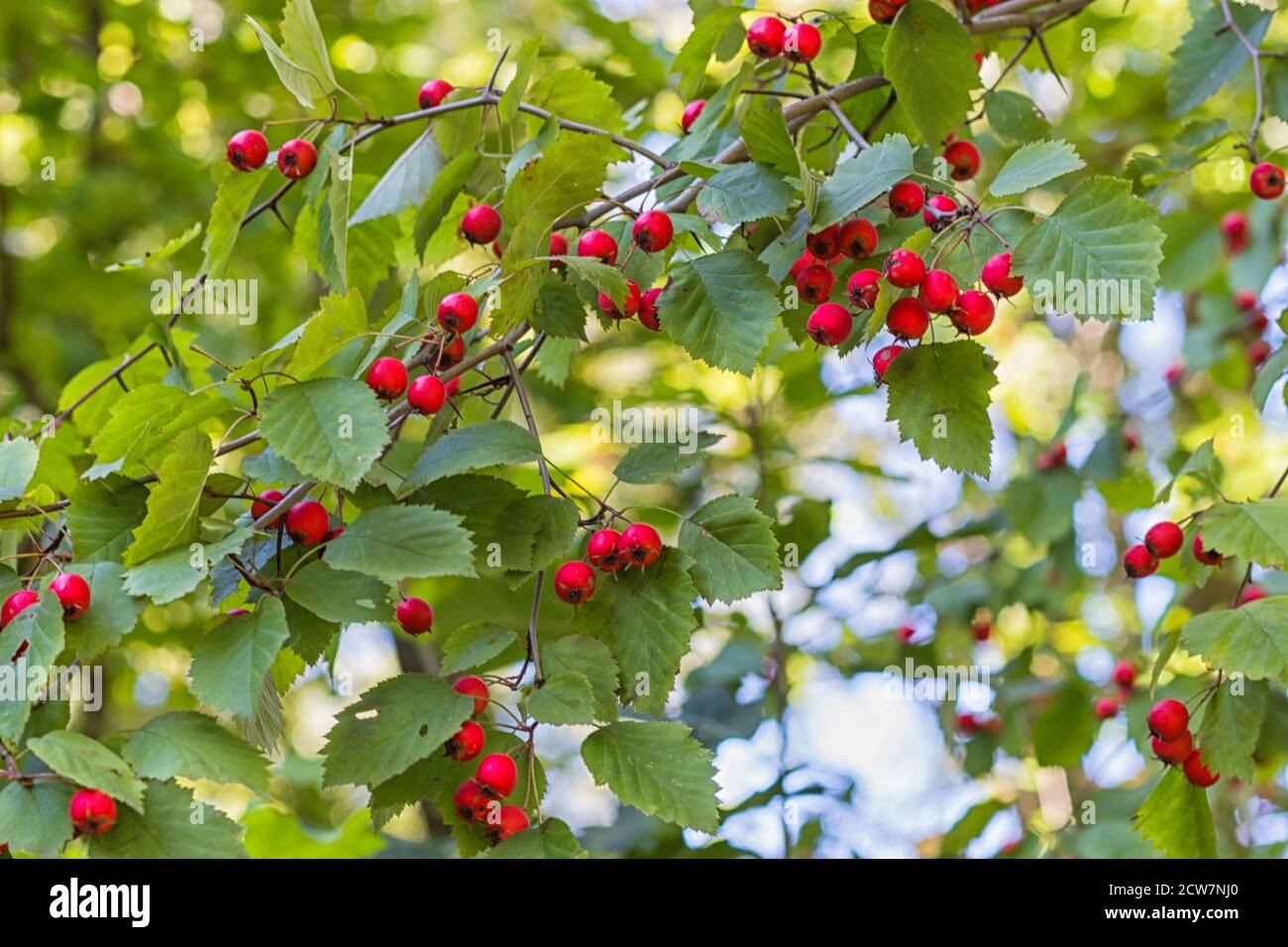 Large hawthorn tree hi-res stock photography and images - Alamy