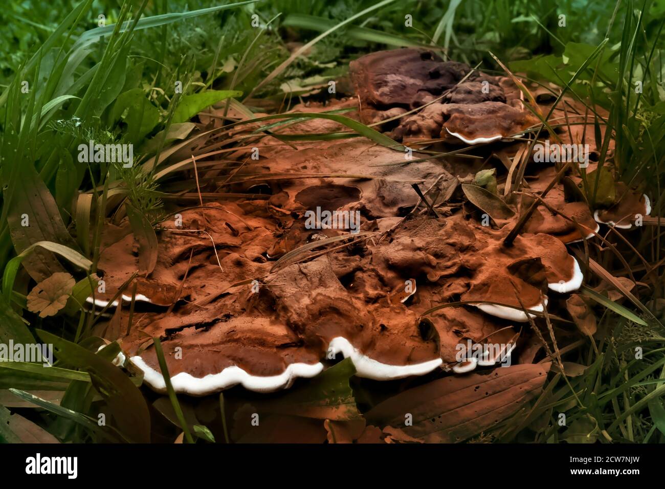 Fungus growing out of the stump of a cut down maple tree with sap Stock Photo