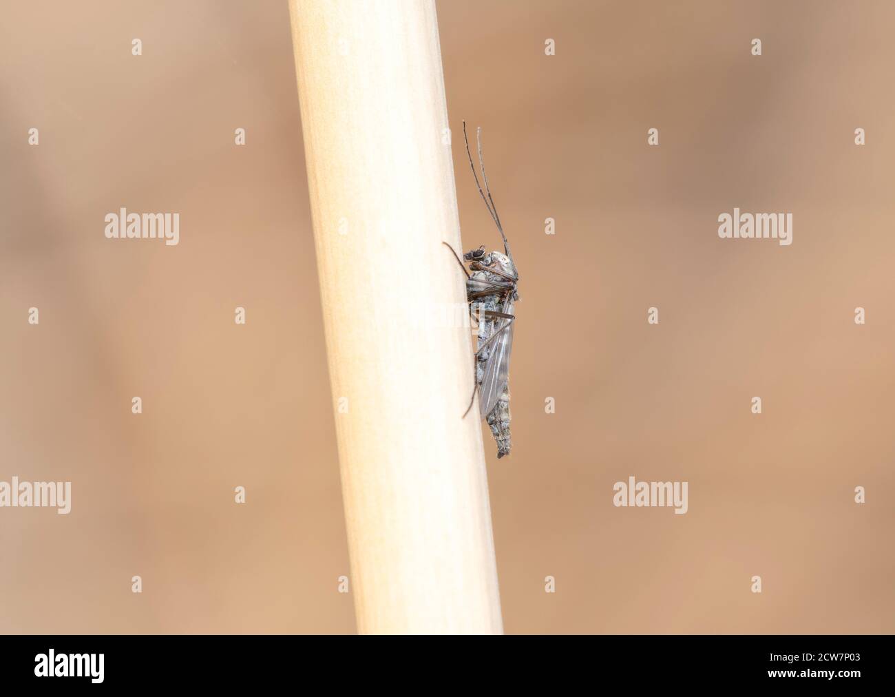 Macro of a Crane Fly in the Family Tipulidae Perched on a Dried Stalk of Vegetation Stock Photo