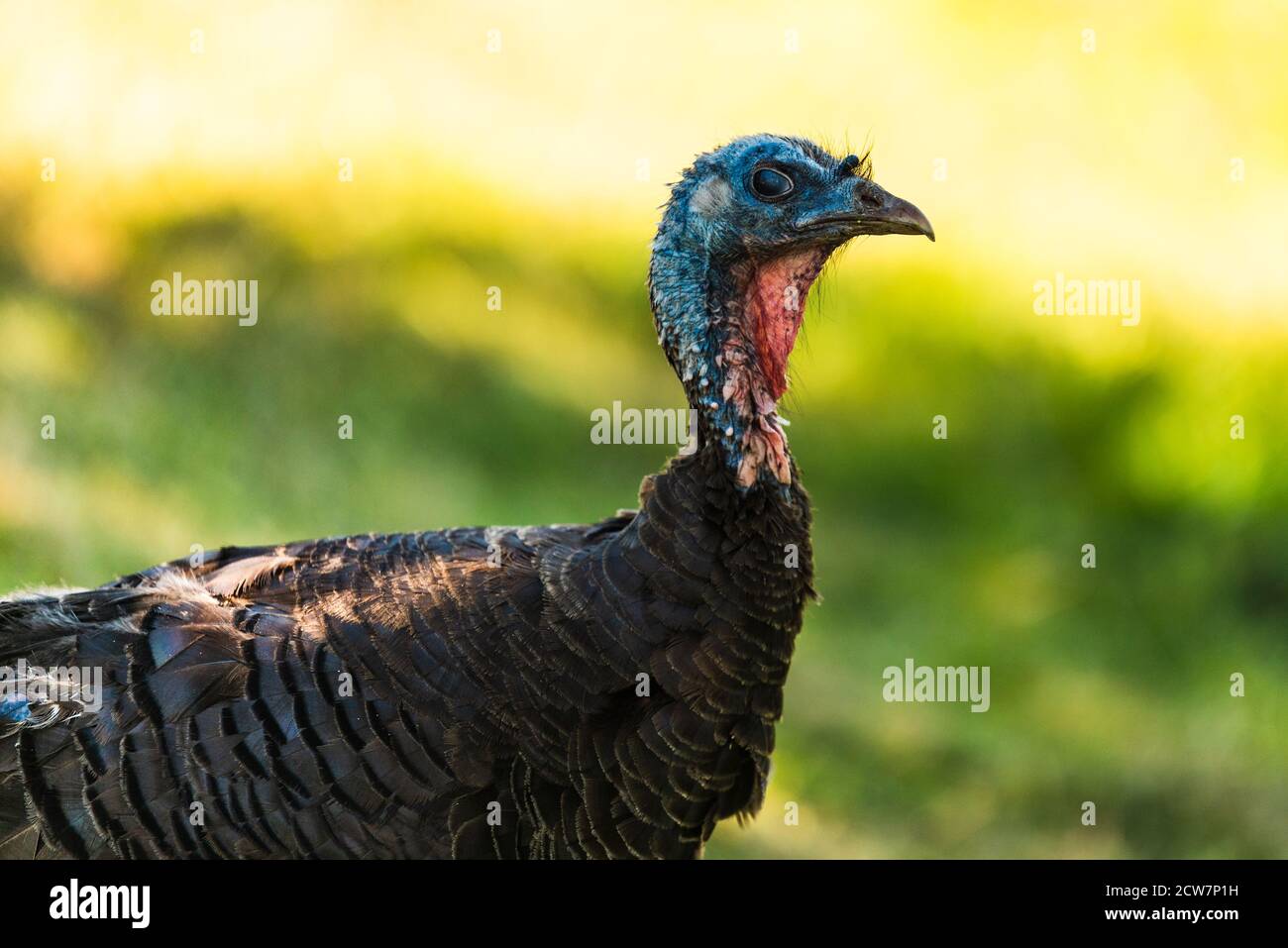 Wild Turkey close-up portrait with a smooth green background Stock Photo