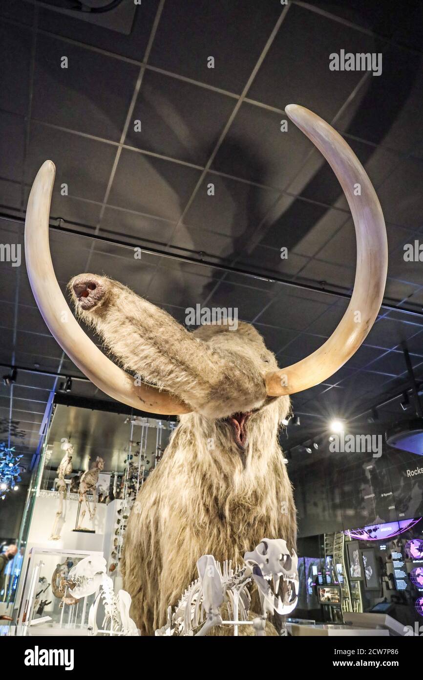Mi Woolly Mammoth model at The Box, Plymouth’s cultural hub offering a museum and art gallery Stock Photo