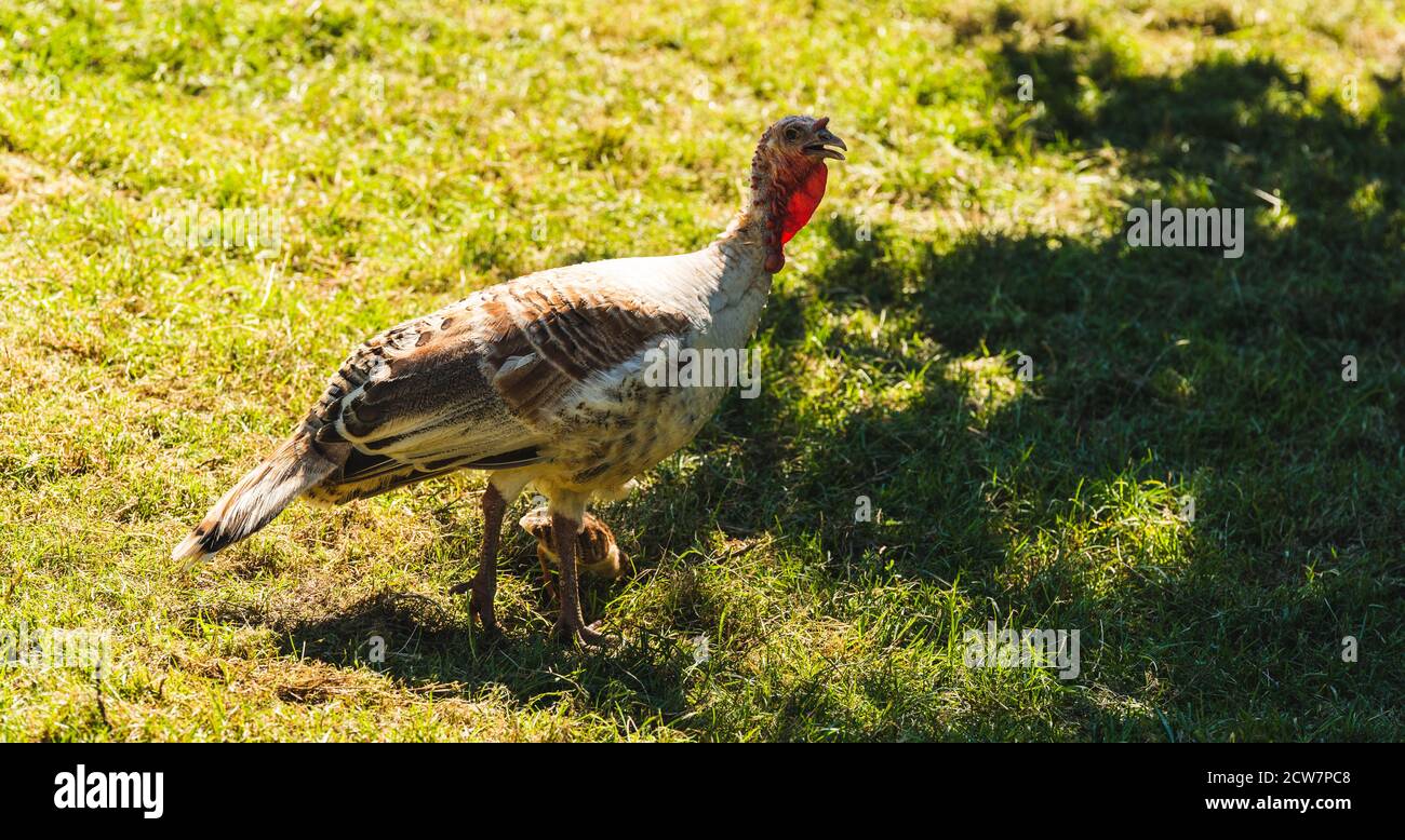Wild Turkey on a field on summer day Stock Photo