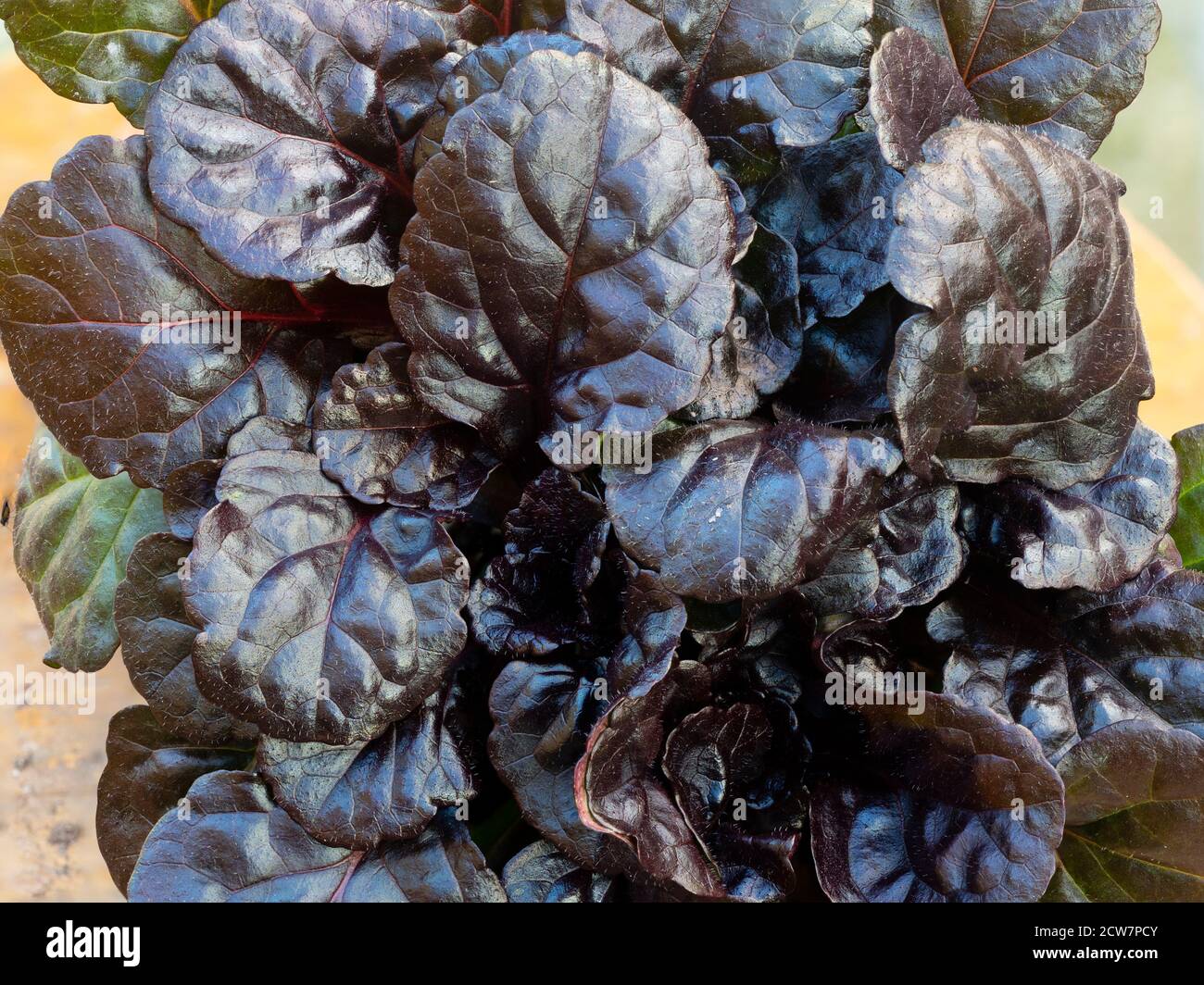 Dark bronze, almost black foliage of the low growing hardy evergreen ground cover perennial, Ajuga reptans 'Black Scallop' Stock Photo