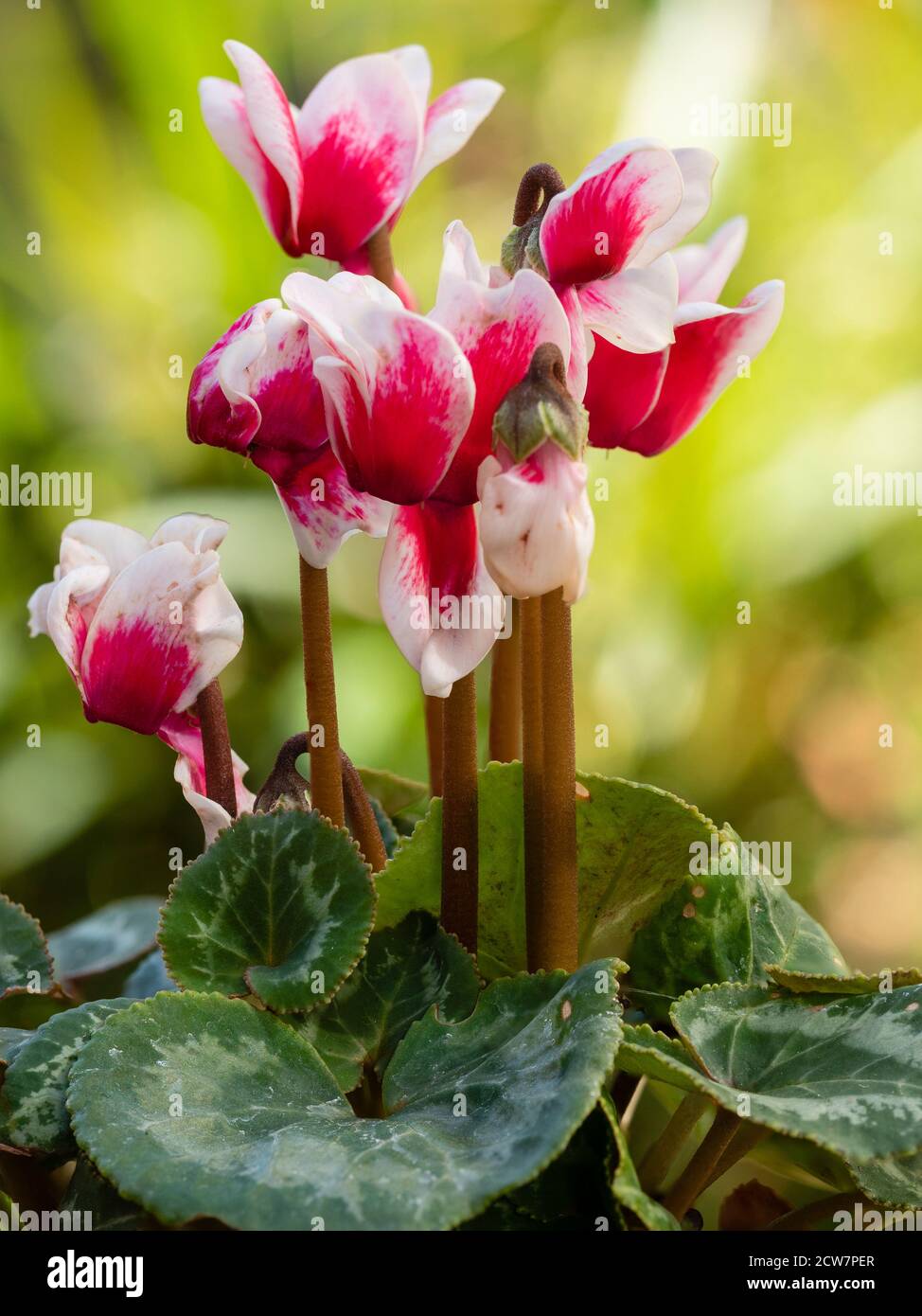 Half hardy pink and white hybrid of the autumn to winter flowering Cyclamen persicum Stock Photo