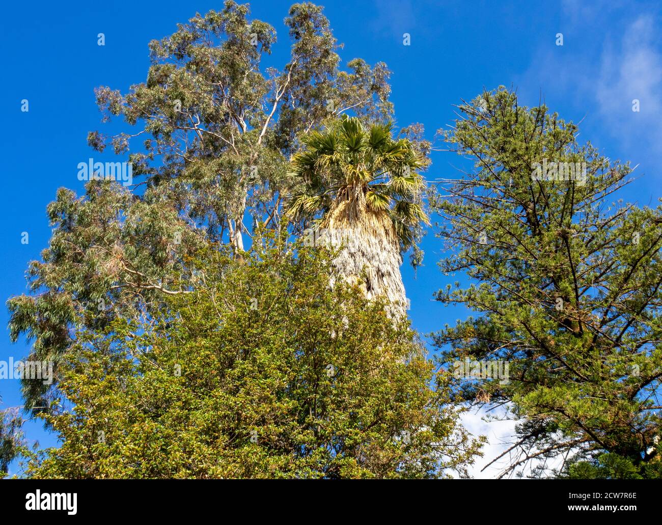 Norfolk Pine Tree High Resolution Stock Photography And Images Alamy Norfolk Pine Tree High Resolution Stock Photography And Images Alamy