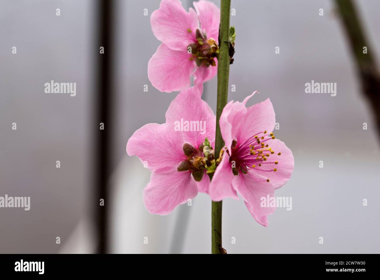 Lord Napier nectarine blossom Stock Photo