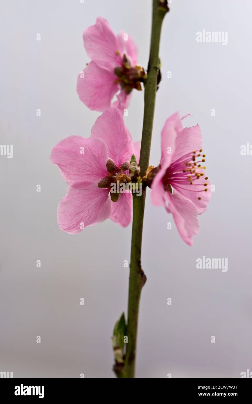Lord Napier nectarine blossom Stock Photo