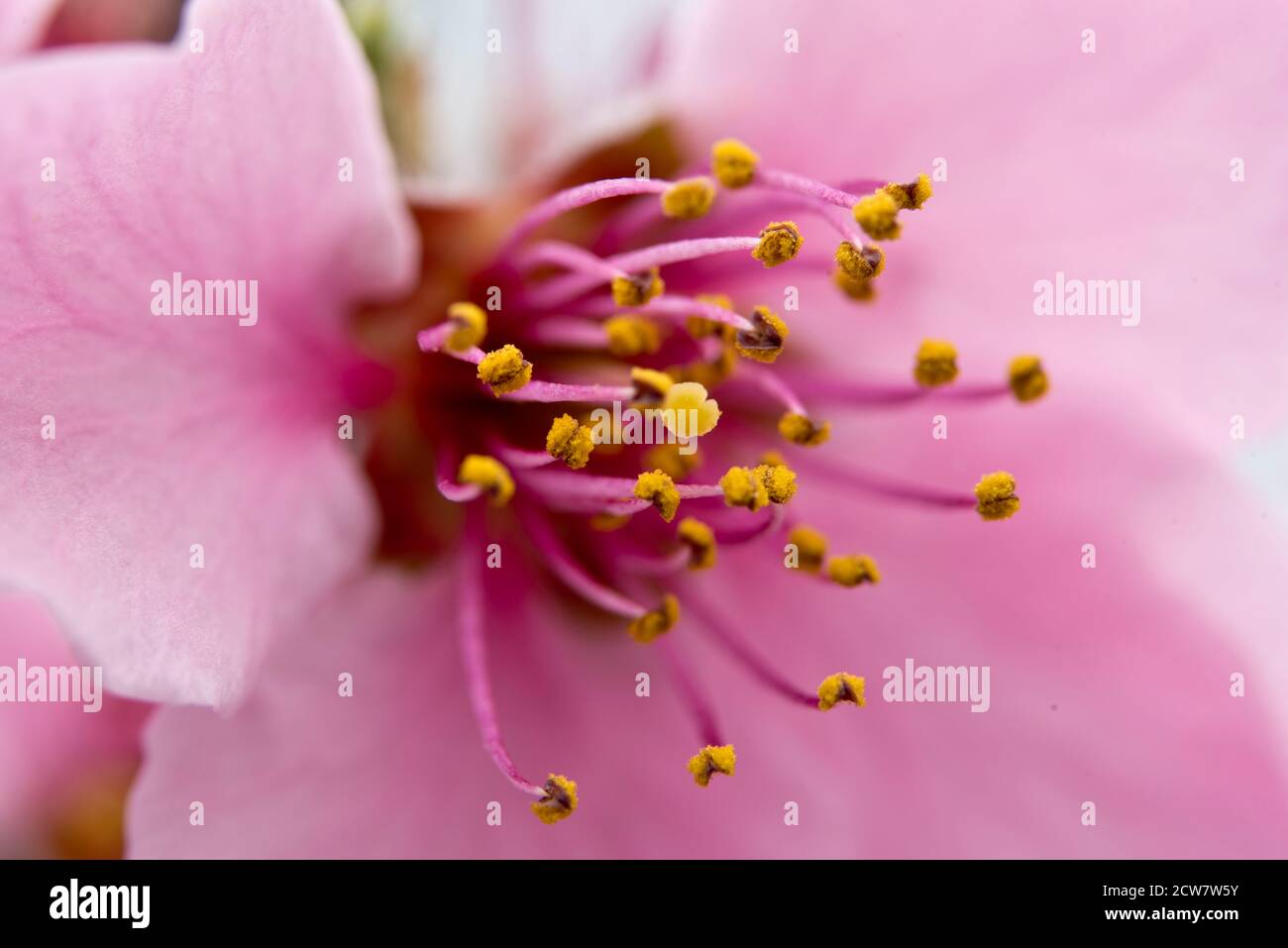 Lord Napier nectarine blossom Stock Photo