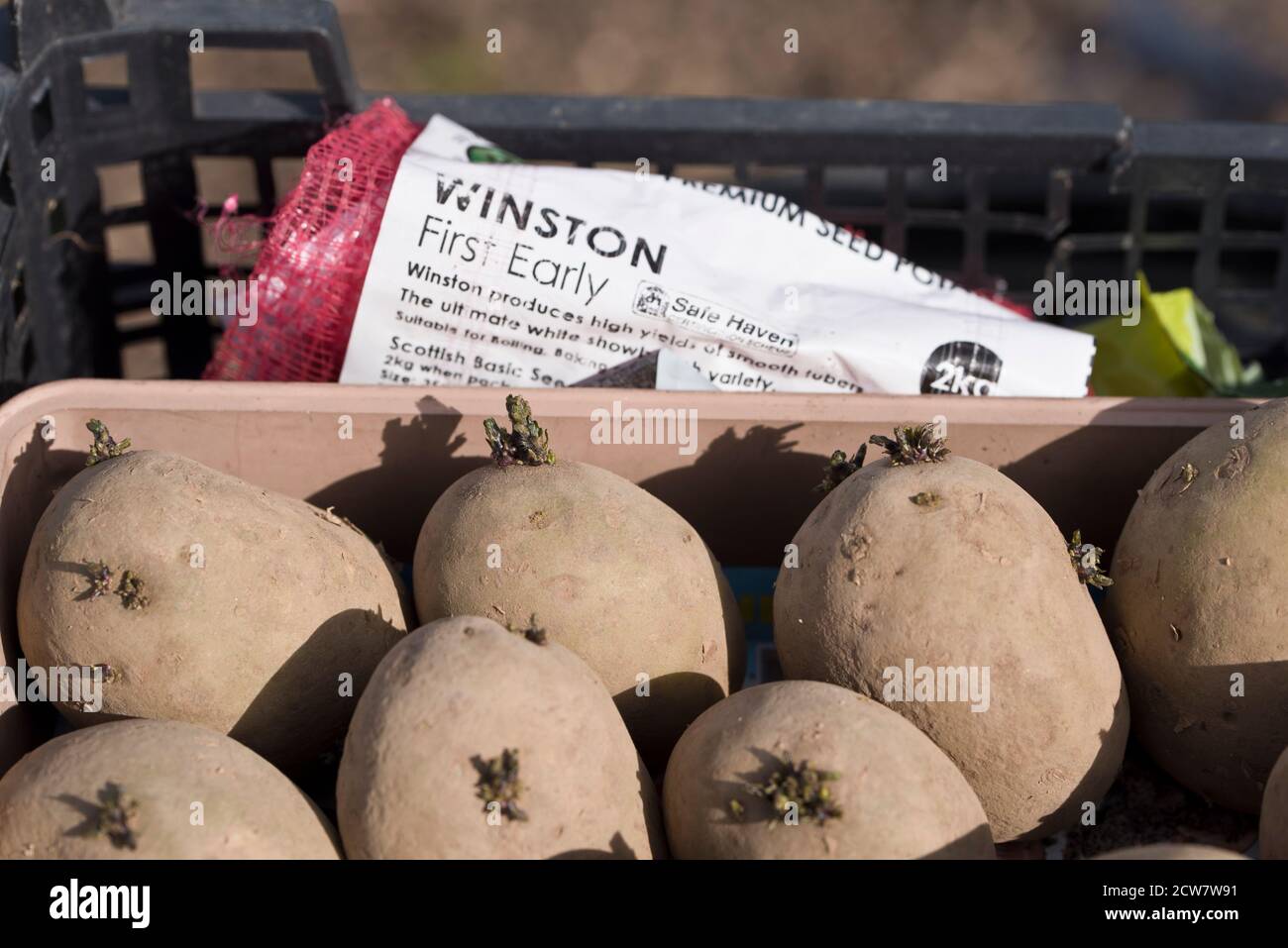 First early potato hires stock photography and images Alamy