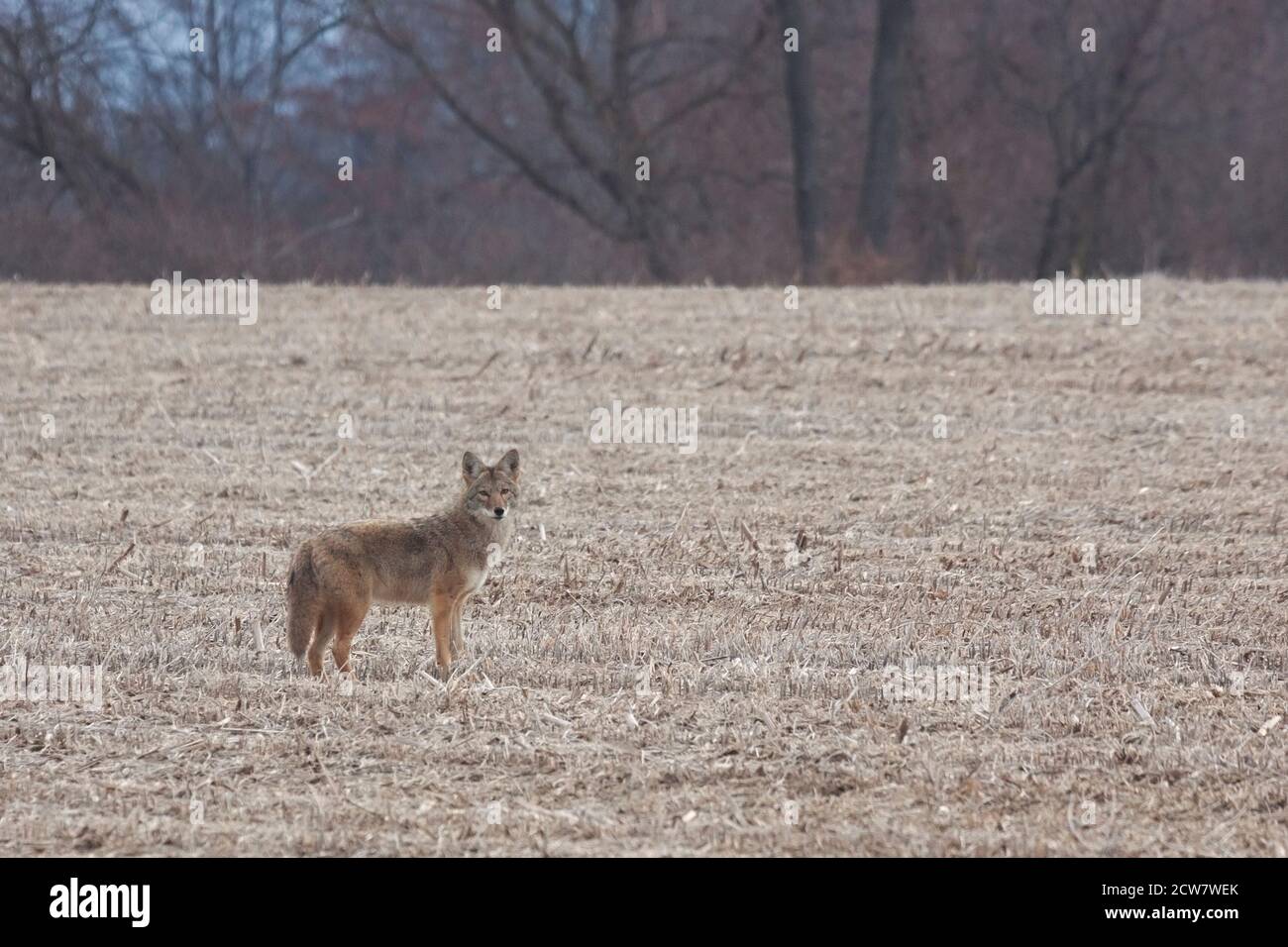 A solitary coyote stands in a recently plowed corn field before it trots of into the distant hedge row. Stock Photo