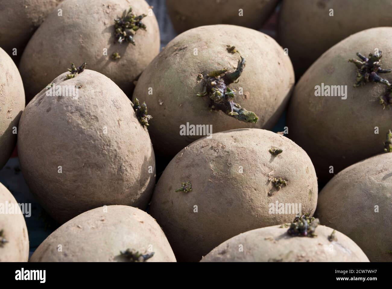 Winston first early seed potatoes Stock Photo