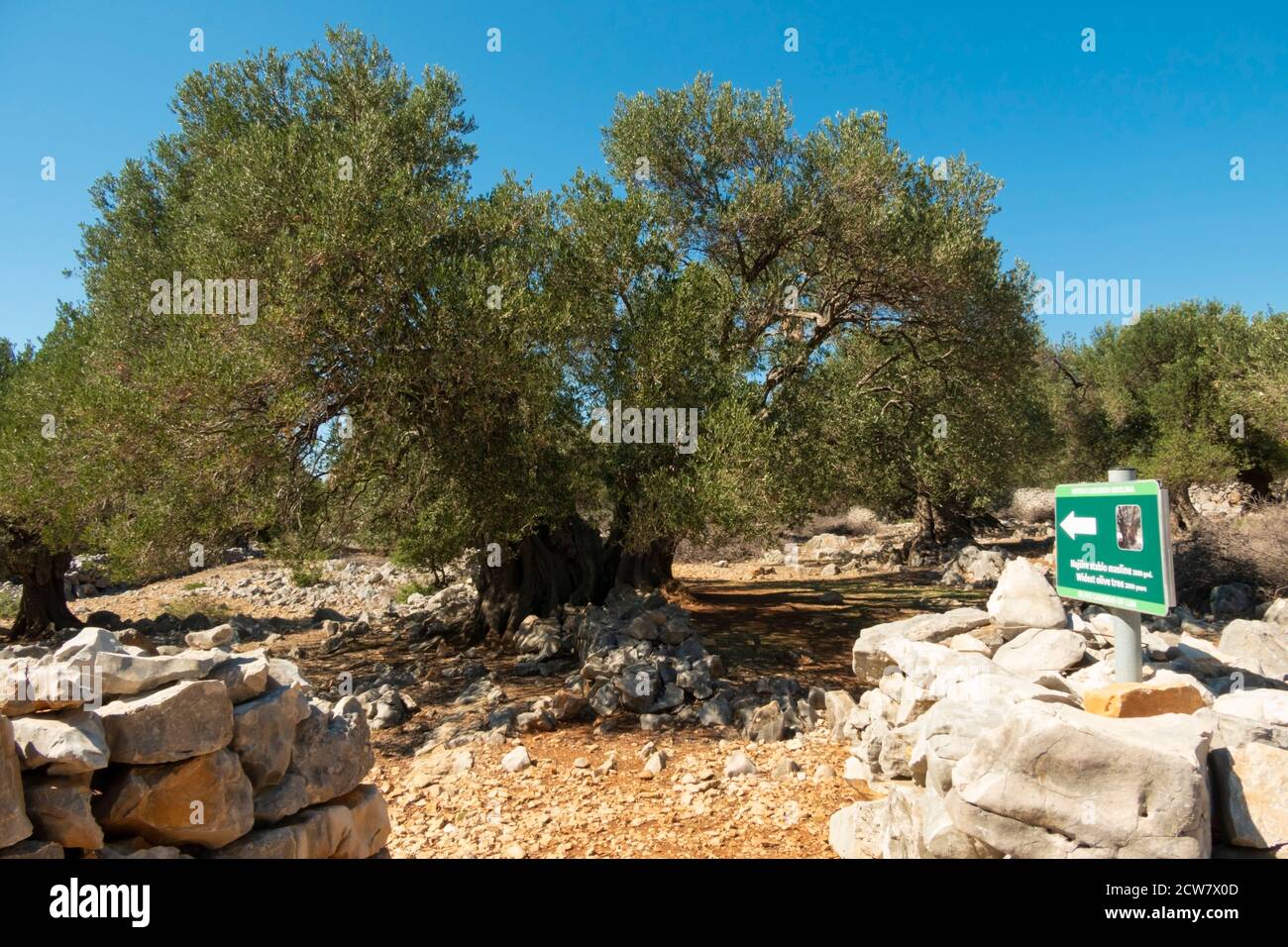 Olive Gardens of Lun with thousands years old olive trees, island of