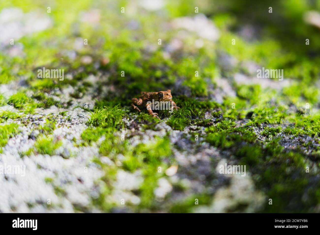 A tiny frog on a bed of moss in the woods Stock Photo