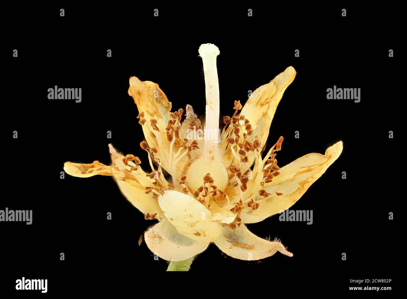 A close-up image of the American Basswood tree (Tilia americana) taken in Howard County, Maryland, on June 20, 2018. The tree is part of ongoing studies by entomologists and wildlife researchers, focusing on plant species and pollinator interactions. Stock Photo