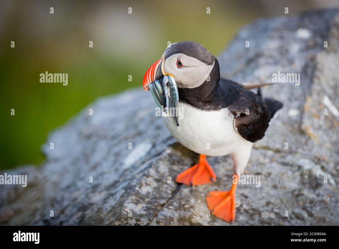 RUNDE, NORWAY - 2019 JUNE. Puffin fresh fish in her mouth at Runde. Stock Photo