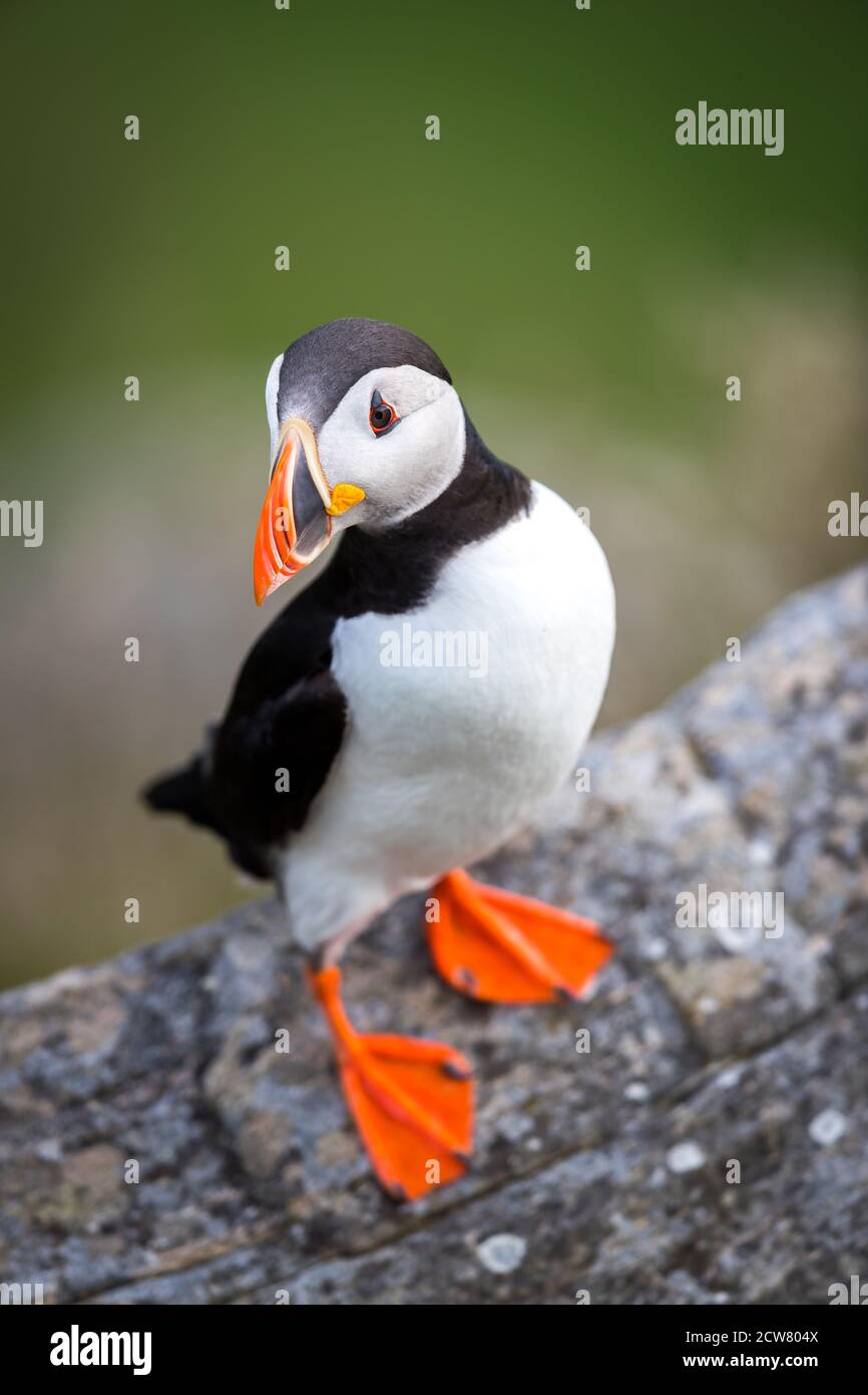 RUNDE, NORWAY - 2019 JUNE. Puffin in standing position at Runde. Stock Photo