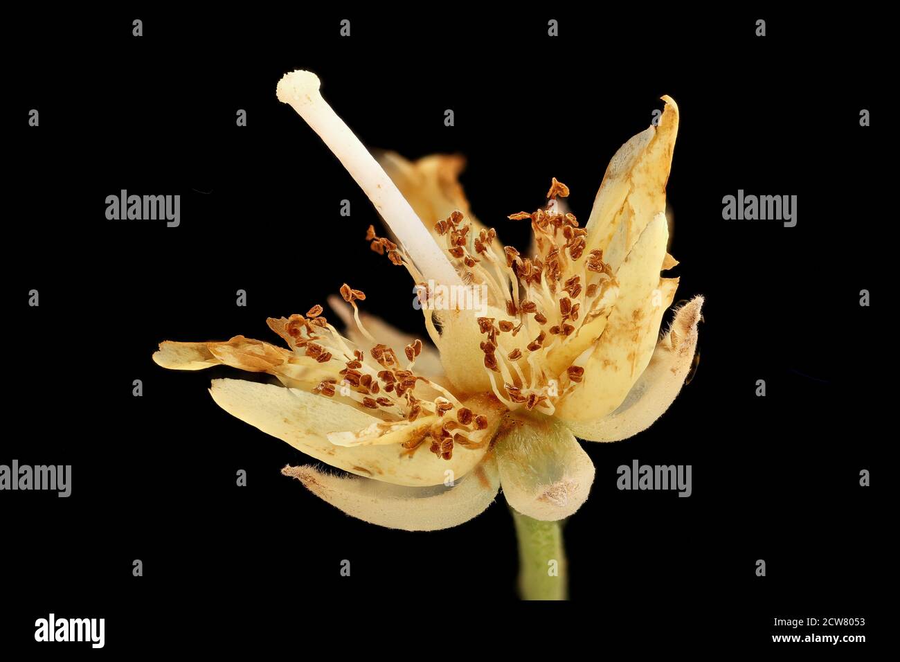 A photograph taken on June 20, 2018, at Patuxent Wildlife Research Center in Howard County, Maryland, shows a close-up of the Tilia americana (American Basswood) tree, alongside a native bee. The photograph was part of an ongoing inventory and monitoring project by the U.S. Geological Survey. Stock Photo