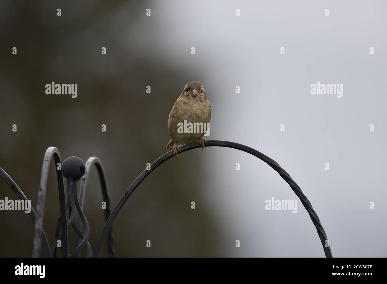 Juvenile House Sparrow (Passer domesticus) Facing Camera Perched on Arch in Mid Wales, Early Autumn Stock Photo