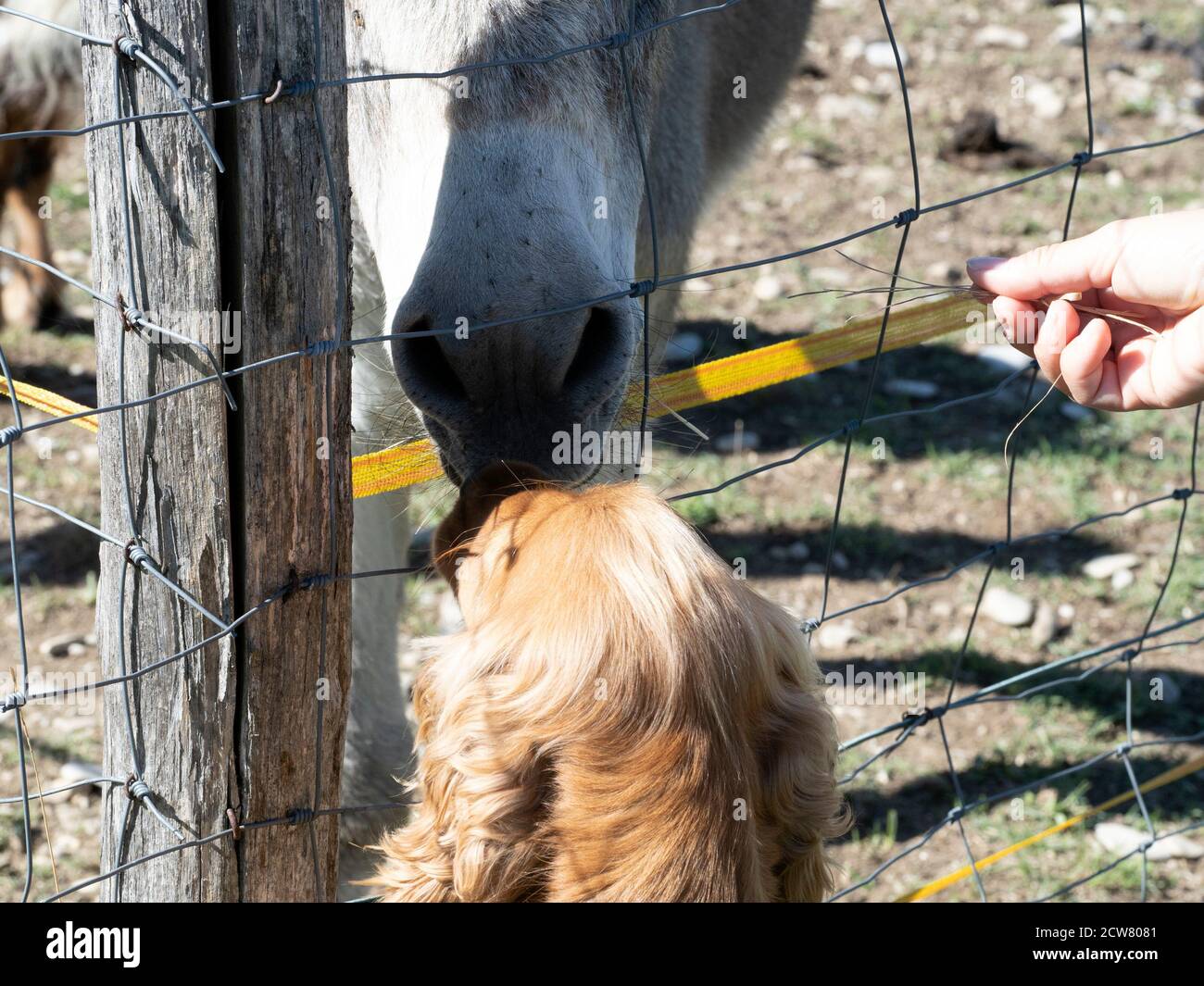 best friend fence
