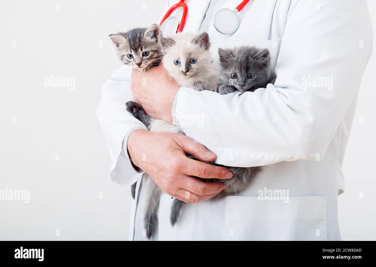 cats doctor